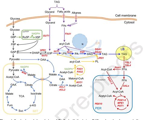 Figure 1 From Metabolic Engineering For Increased Lipid Accumulation In