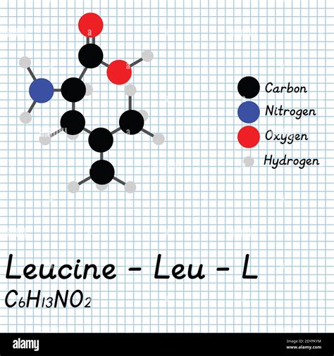 Formule Chimique De La Leucine Banque D Images Vectorielles Alamy