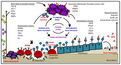 Matrix Metalloproteinases MMPs Chemokines CXCL12 CXCR4 And