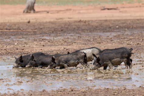 Wild Pig Australia Stock Photos, Pictures & Royalty-Free Images - iStock