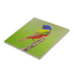 Painted Bunting Passerina Ciris Male Perched Tile Zazzle