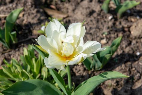 White tulip flower stock image. Image of inflorescence - 267242839