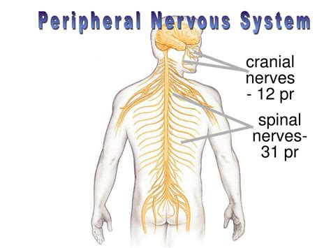 Ppt Spinal Cord Powerpoint Presentation Free Download Id3036871