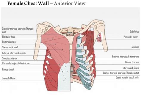 0514 Female Chest Wall Anterior View Medical Images For Powerpoint