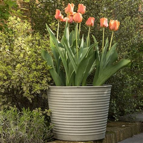 Buy Ribbed Galvanised Metal Planter Aged Zinc