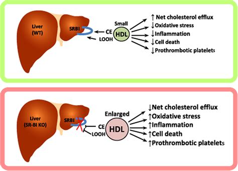 SR BI A Multifunctional Receptor In Cholesterol Homeostasis And