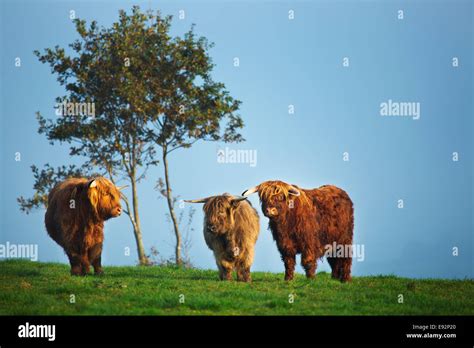 Meat Cattle Hi Res Stock Photography And Images Alamy