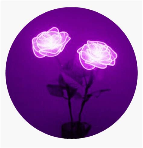 The Best Purple Aesthetic Profile Picture Janainataba