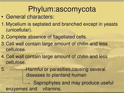 PPT - Phylum:ascomycota PowerPoint Presentation, free download - ID:3203064