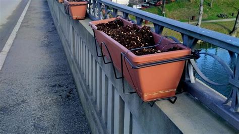 Citt Di Castello Furto O Bravata Spariti Fiori E Piante Del Ponte