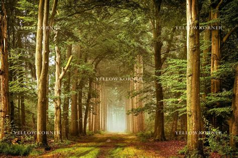 Embraced By Nature Landscape LARS VAN DE GOOR Art Photographs