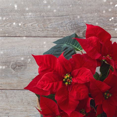Preventing poisoning from holiday plants | My Vanderbilt Health