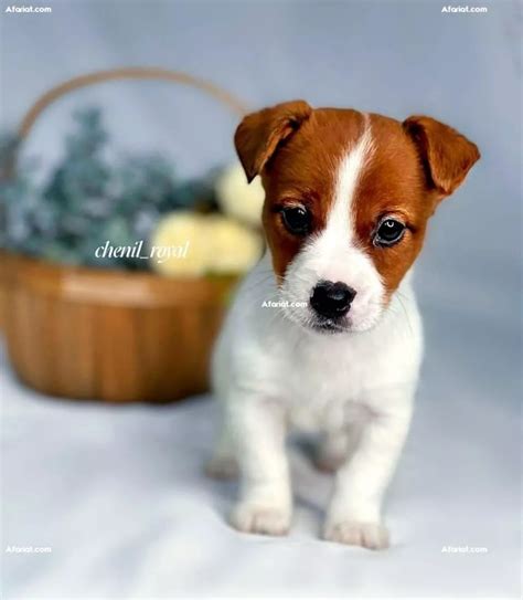 Chiots Jack Russell Jack Russel Terrier Afariat