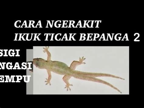 Cara Ngerakit Iku Ticak Bepanga Ngau Betul Youtube