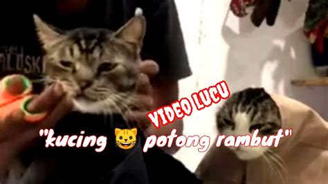 Video Lucu Kucing Potong Rambut Folowers Kucing Kucinglucu YouTube