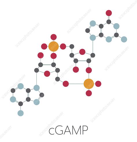 Cyclic Guanosine Monophosphate Adenosine Monophosphate Stock Image