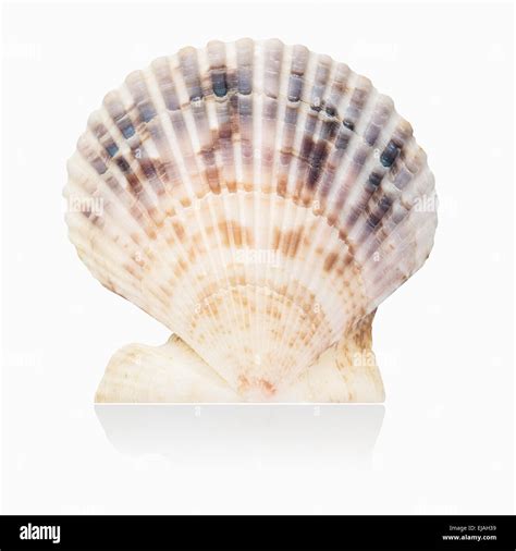 Scallop Shape Hi Res Stock Photography And Images Alamy