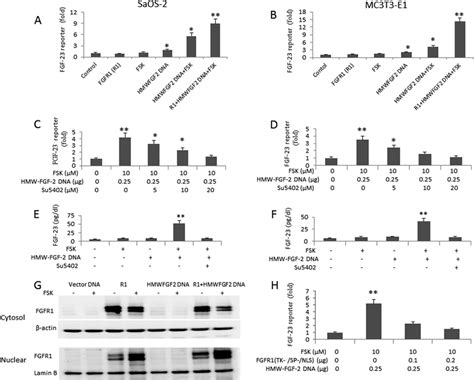 Up Regulation Of FGF 23 By HMW FGF 2 And FSK Requires Functional FGFR1