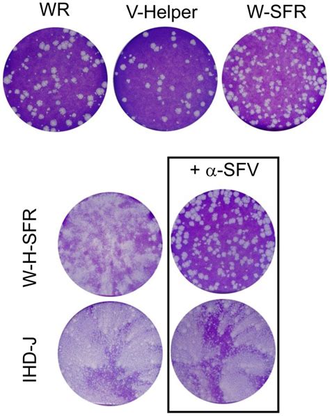 Plaque Phenotype Of The Viruses Indicated Was Determined In A Standard