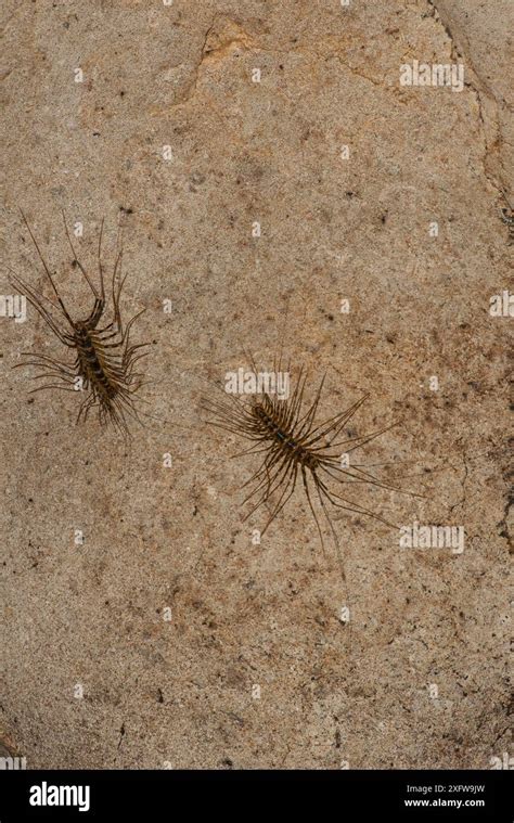 Long Legged Centipede Scutigera Sp Two In Gomantong Cave Sabah