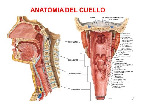 Anatomía Anterior Del Cuello