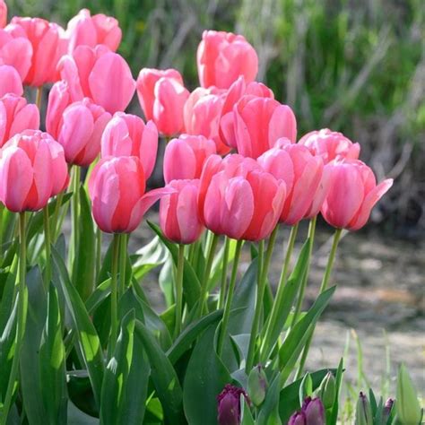 White And Pink Double Tulips