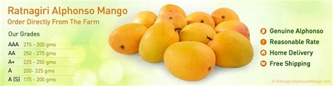 Order Genuine Ratnagiri Alphonso Mangoes Online