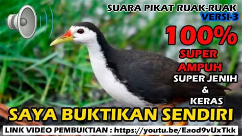 SUARA PIKAT RUAK RUAK SUPER AMPUH SUDAH DIBUKTIKAN SENDIRI VERSI 3