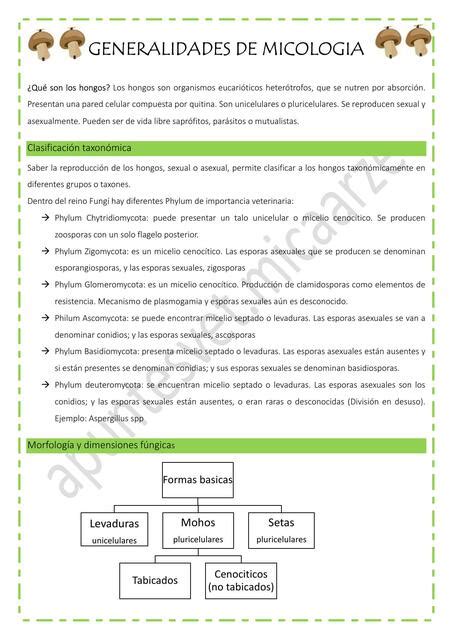 Generalidades De Micologia Apunte De La Clase Apuntesvet Micaarze UDocz