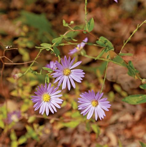 Symphyotrichum patens (Late Purple Aster)