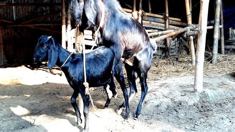 Big Goat Meeting With Big Breeders। Goat Crossing। Km Animals Breeding