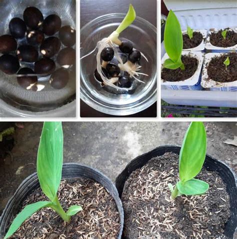 Canna Lily Seeds: Harvesting & Propagating Guide