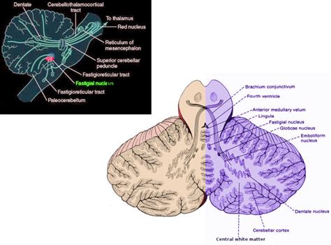 Fastigial Nucleus Pathway