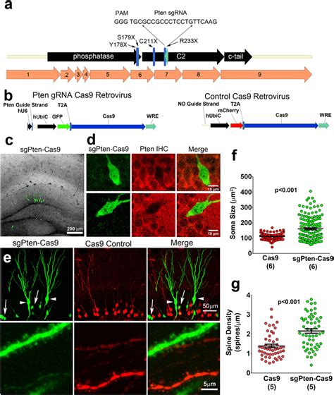 CRISPR Cas9 Targeting Of Pten Increases Neuronal Soma Size And Spine