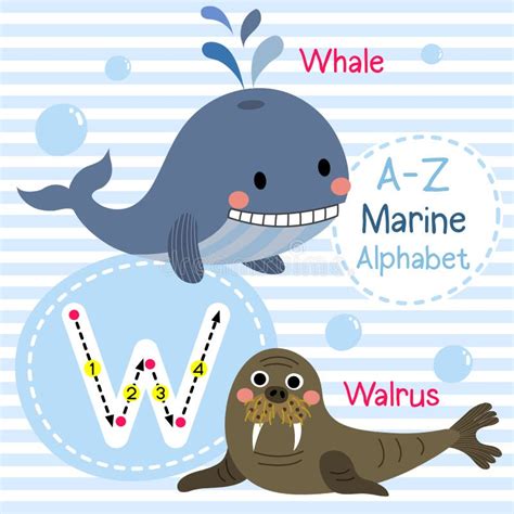 Whale Flashcard Stock Illustrations Whale Flashcard Stock