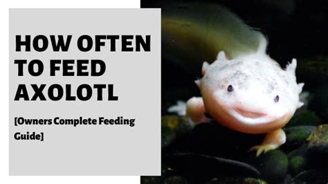 How Often To Feed Axolotl Owners Complete Feeding Guide Axolotl