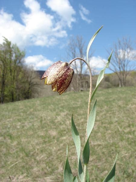 Fritillaria Messanensis Raf Subsp Gracilis Ebel Rix Portale Della