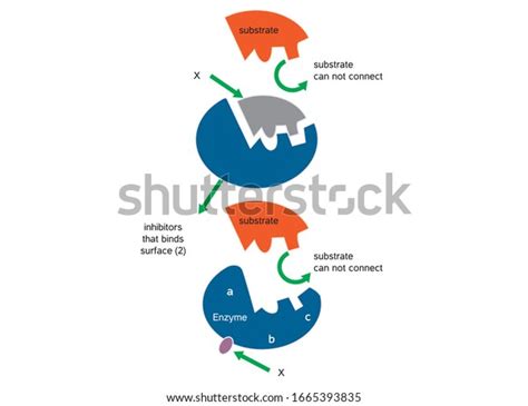 Enzyme Function Synthesis Substrate Product Enzymeproduct Stock Vector