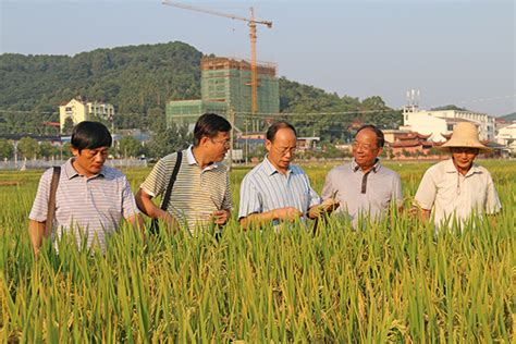 我所所长、水稻体系首席科学家程式华赴闽调研中国水稻研究所