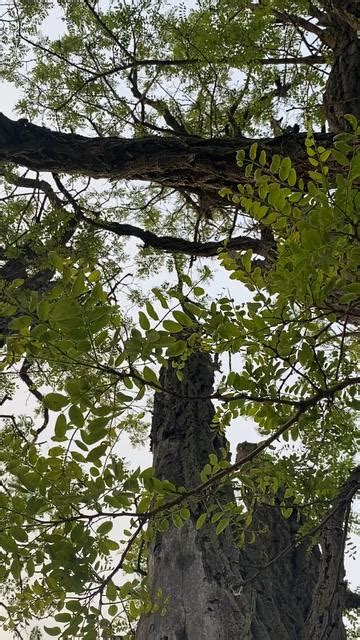 View Through The Branches Outdoor Background Video Gridbank