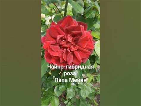 Чайно-гибридная роза Папа Мейян. - YouTube