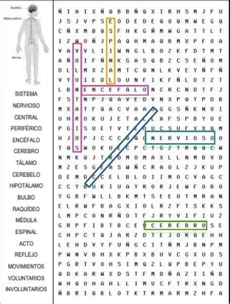 Sopa De Letras Del Aparato Circulatorio Imagenes Graficos Hot Sex Picture