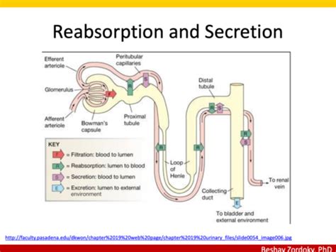 Pharmacology Of Diuretics Agents Flashcards Quizlet