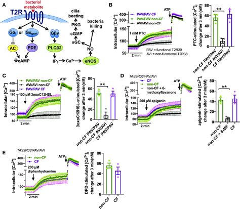 Ca 2 Responses To T2R Agonists Were Not Different In CF Vs Non CF