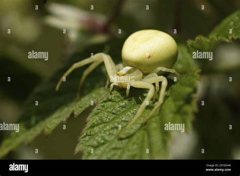 Goldenrod Crab Spider Stock Photo Alamy