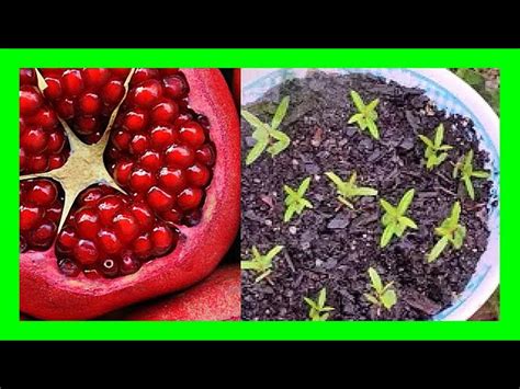 23 Planting A Pomegranate Seed RaeedRabeaha