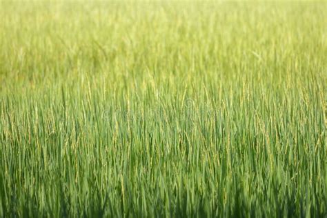 Rice Field Green Background.Beautiful Green Wallpaper Stock Photo ...