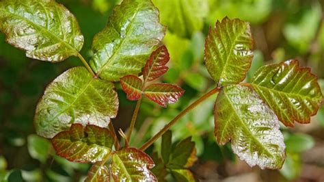 Poison Ivy Oak And Sumac Symptoms Relief And Treatment