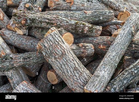 Tree Trunks Deforestation Hi Res Stock Photography And Images Alamy