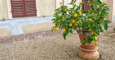 How to Grow a Healthy Lemon Tree in a Pot – Self Gardener